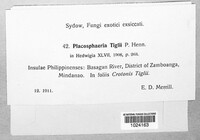 Placosphaeria tiglii image